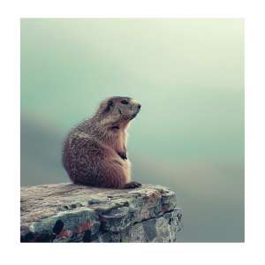 NATOBIPRINT Printed Thermal Sticker (18x18 cm) P87