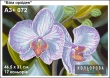 Embroidery Canvas A3+ 072 "White Orchid"